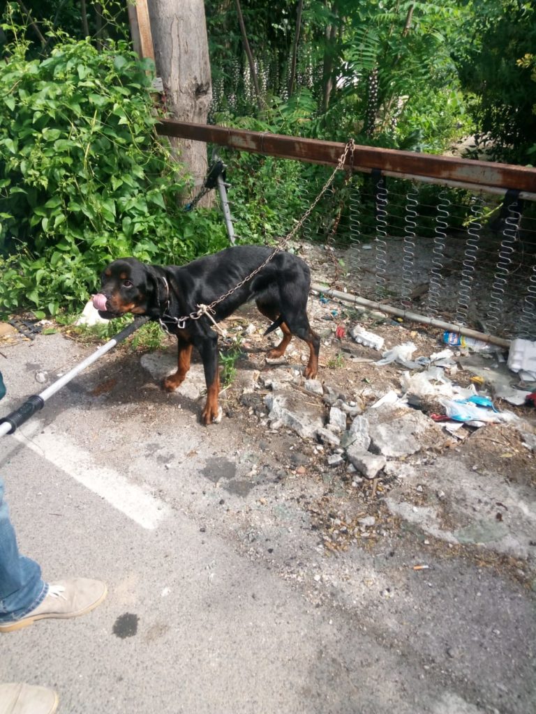 maltrattamenti animali