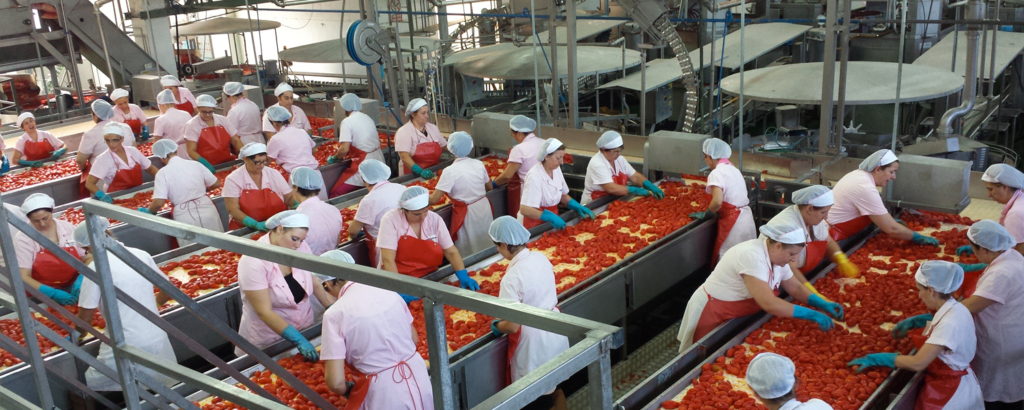 industria conserviera pomodoro