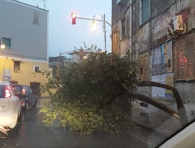 Albero-abbattuto-via-Napoli Nocera Inferiore