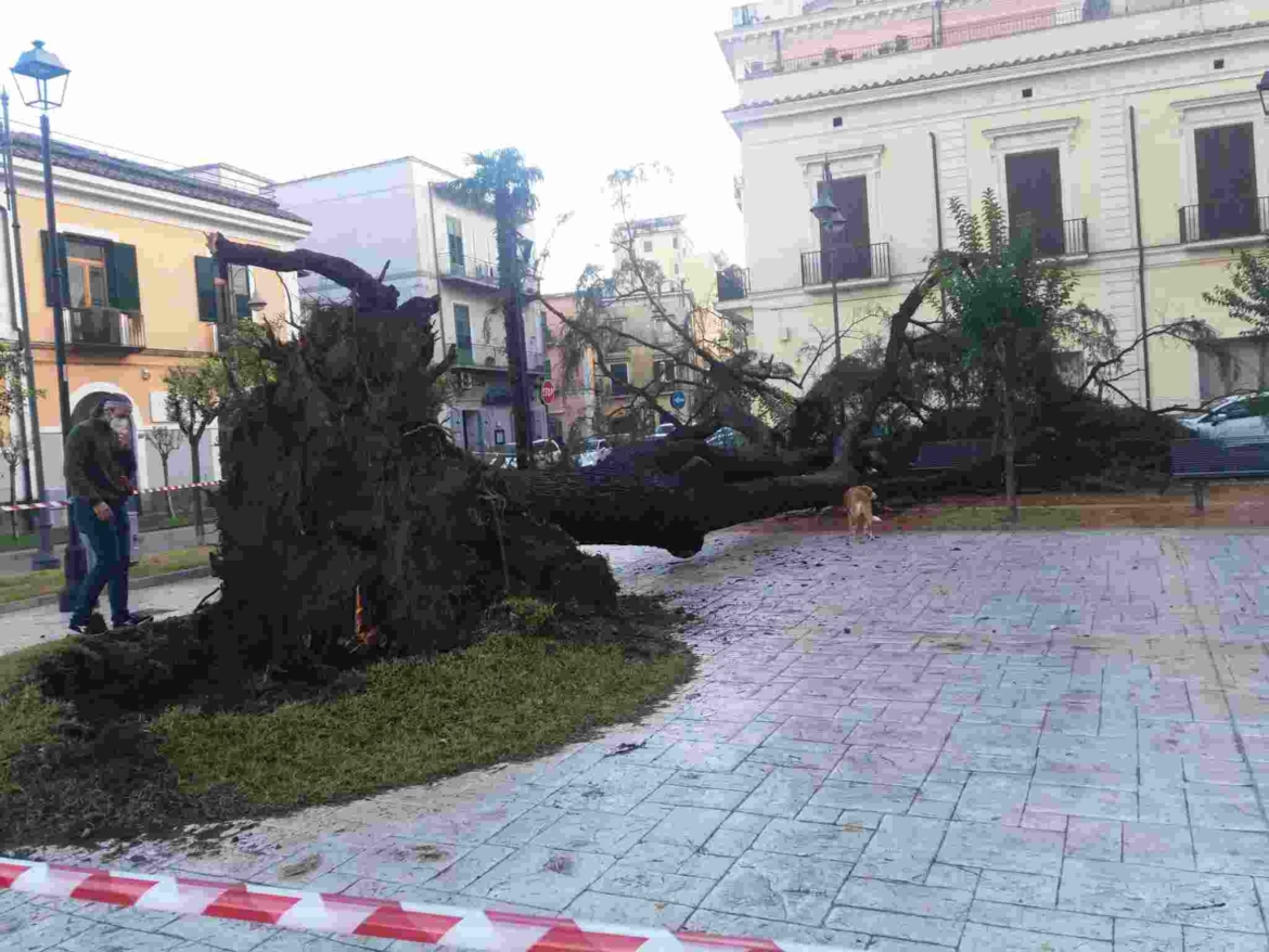 albero abbattuto Nocera Inferiore