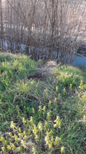 San Marzano sul Sarno