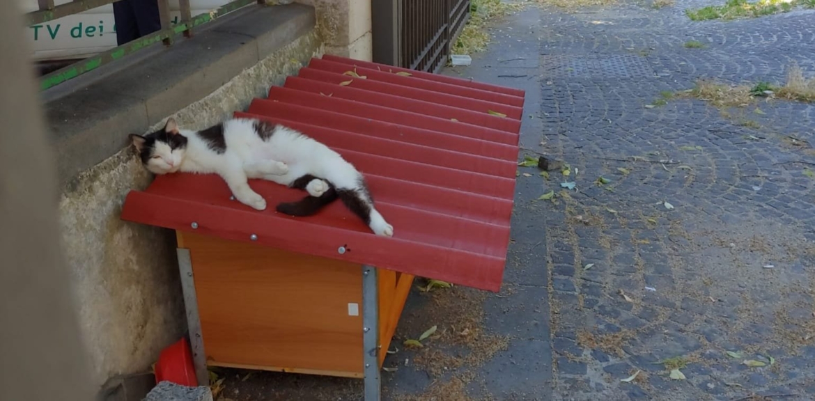 gatto animali