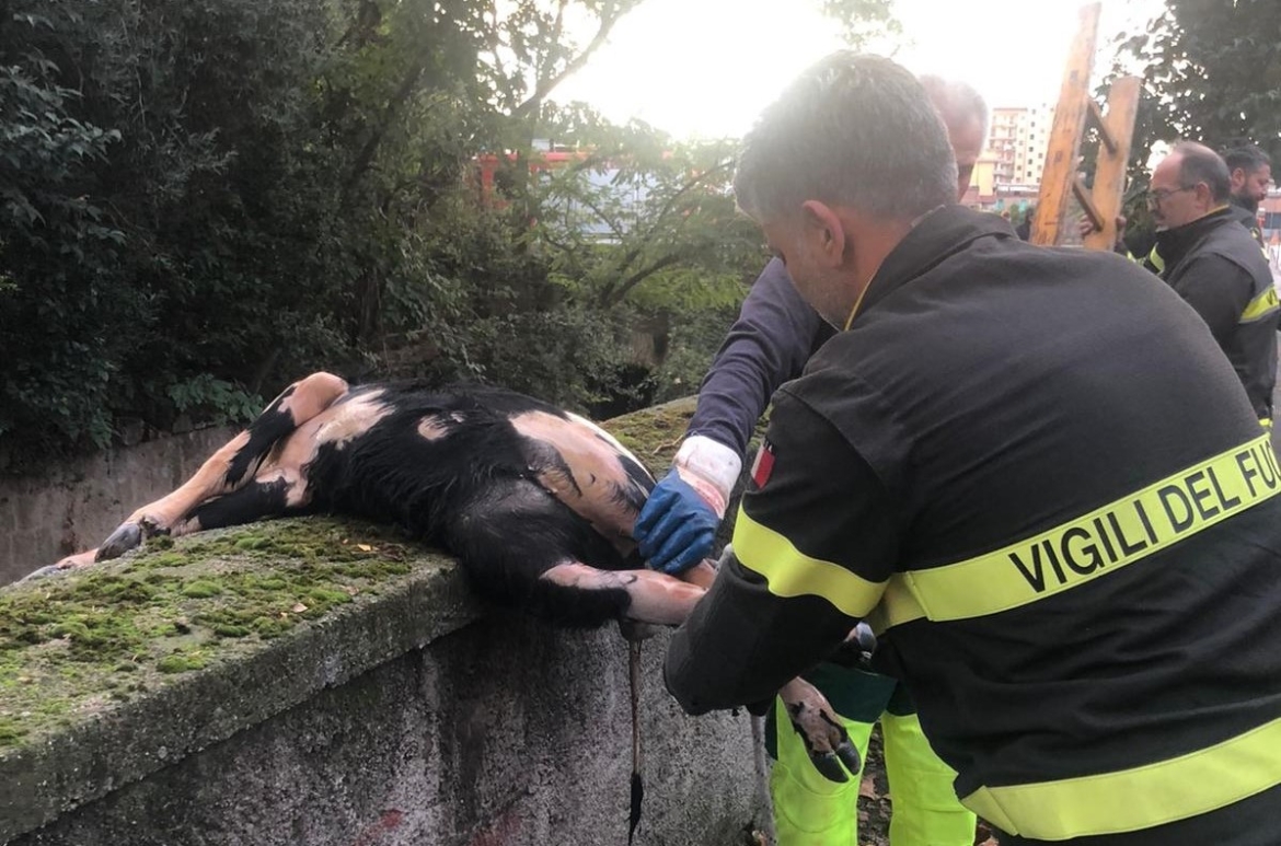 Solofrana animale Nocera