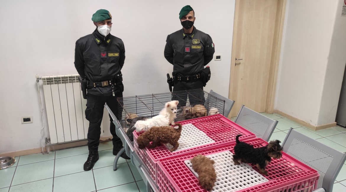 Traffico illecito di cani, trovati 39 cuccioli