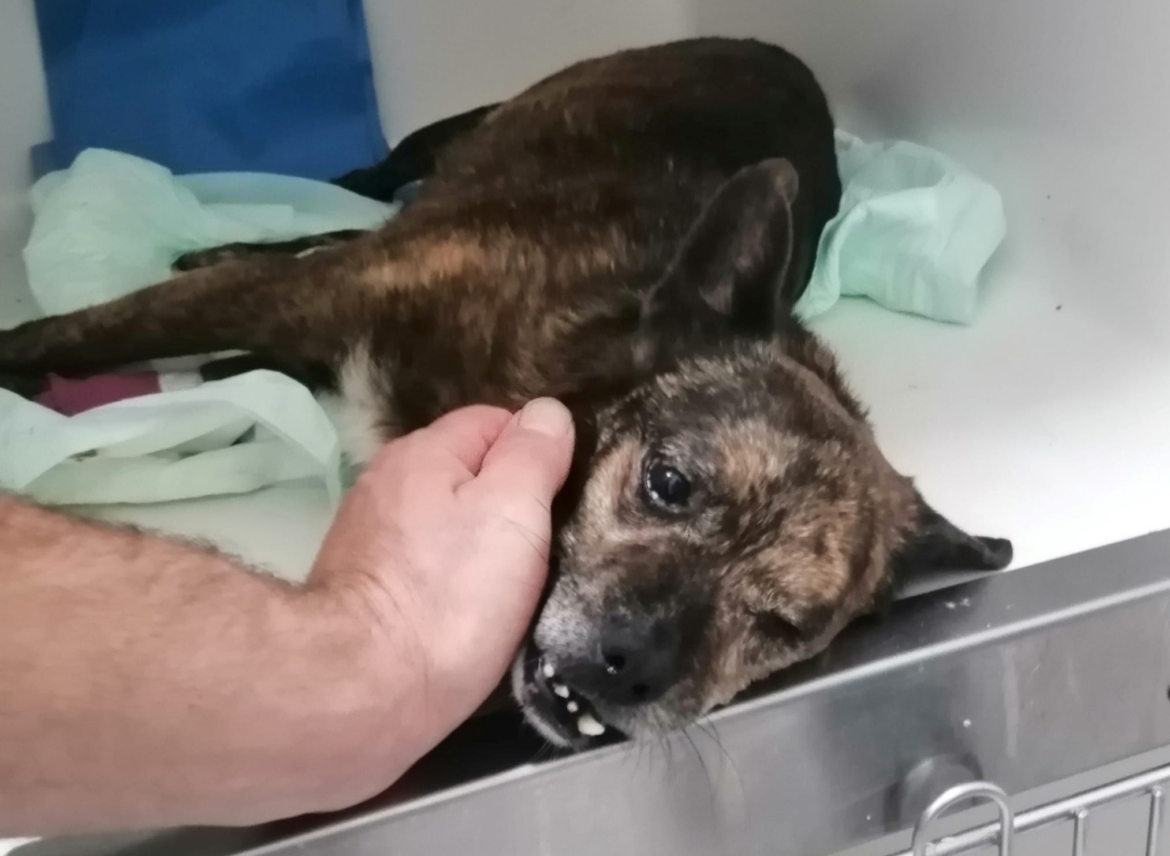 Impallinato e bastonato, il cane muore