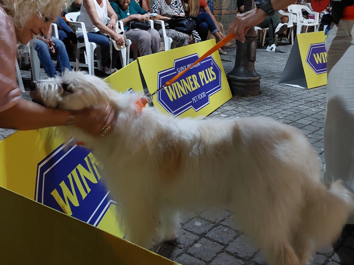Sfilata solidale con “4 zampe in passerella”