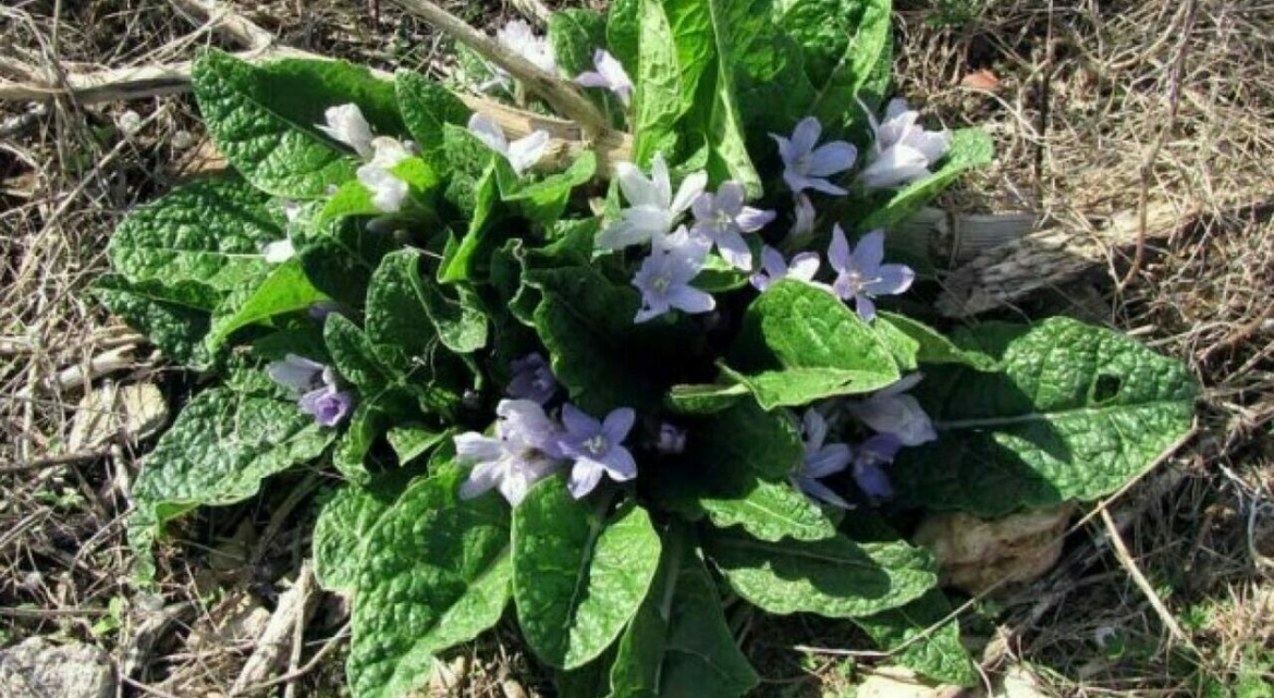 “Non mangiate spinaci” gli appelli dopo l’avvelenamento da mandragora