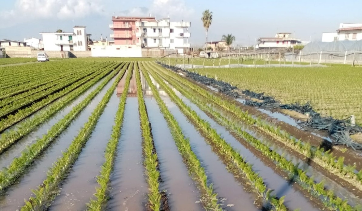 Maltempo, danni alle colture dell’Agro