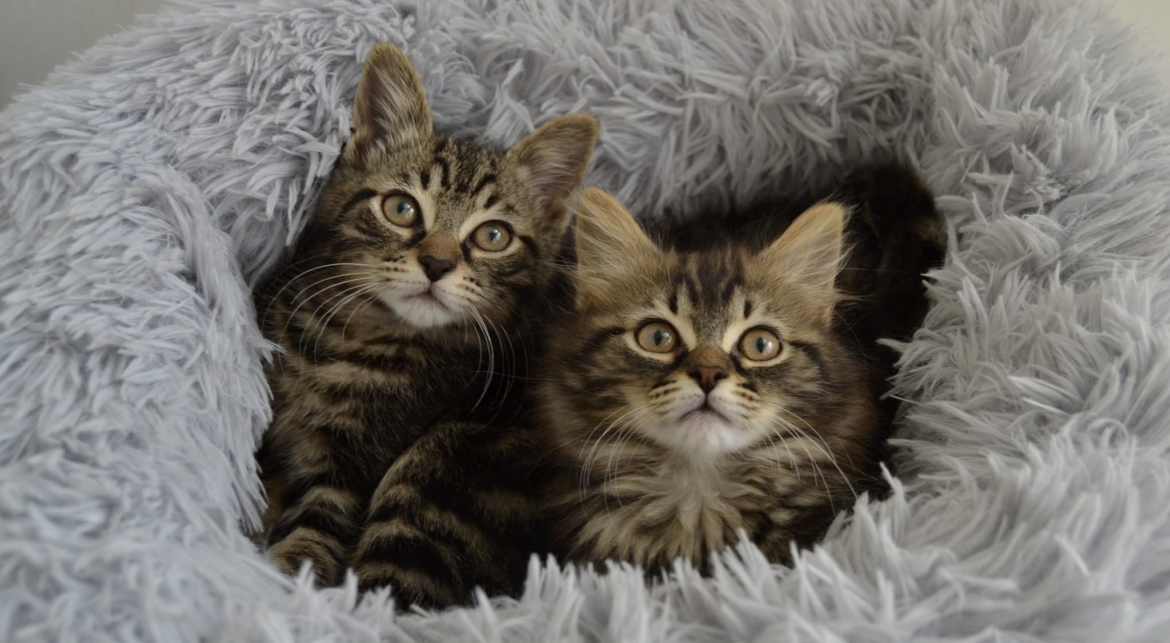 Amici a quattro zampe, una serata solidale