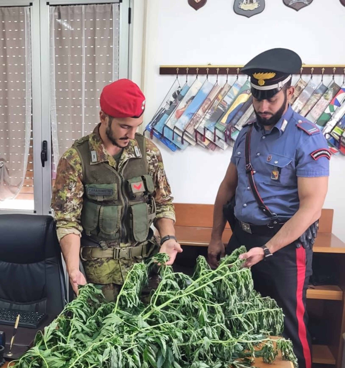 Coltivazione di cannabis sui Monti Lattari