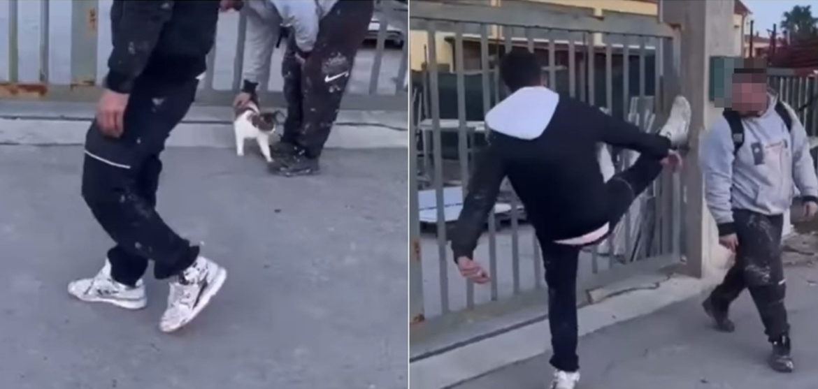 Gatto preso a calci da due giovani, scatta la denuncia