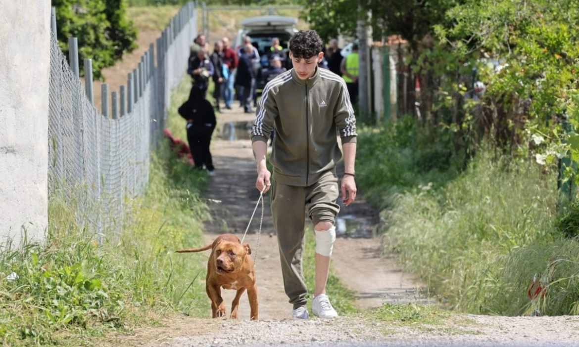 Due pitbull uccidono bambino di 15 mesi