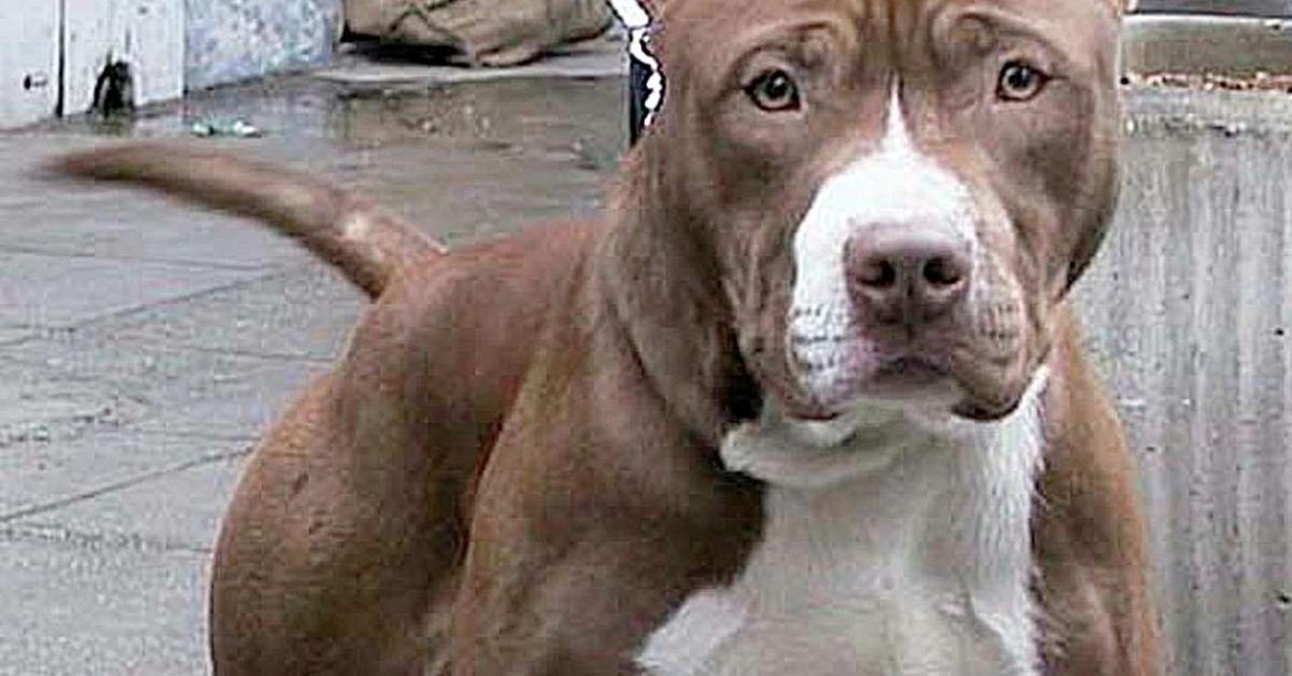 Paura a Nocera per un pitbull aggressivo
