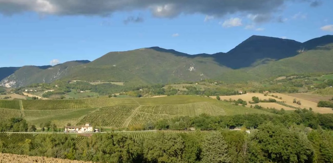 Verdicchio di Matelica, Wip lo porta nella sua cantina
