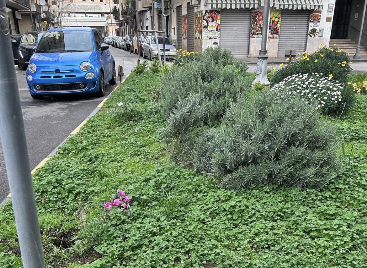 Nocera, rubano i fiori dall’aiuola adottata dai volontari