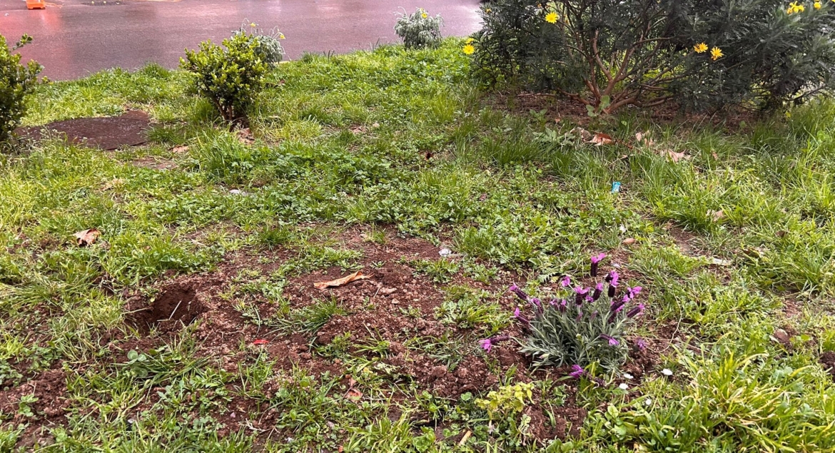 Nocera, rubate le piantine di lavanda nell’aiuola spartitraffico